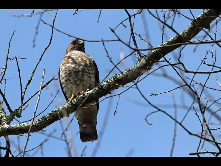 A painted turtle in Bolton, photographed by Jon Turner.