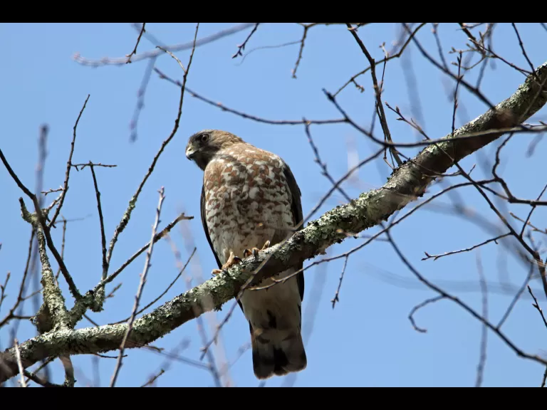 A painted turtle in Bolton, photographed by Jon Turner.