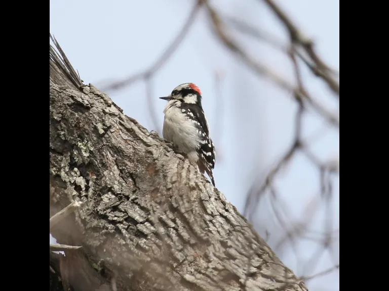 A blue jay at Breakneck Hill Conservation Land in Southborough, photographed by Steve Forman.