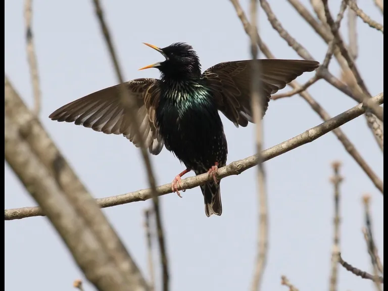 A blue jay at Breakneck Hill Conservation Land in Southborough, photographed by Steve Forman.