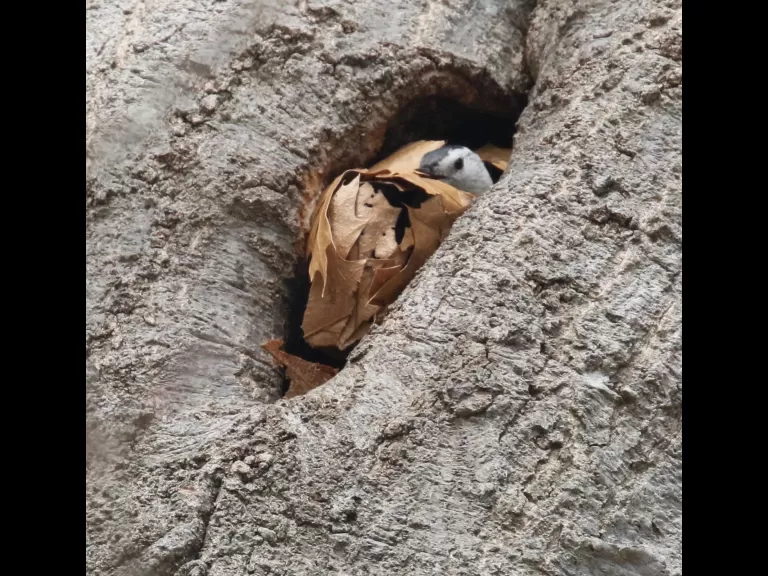 A white-breasted nuthatch nesting at Breakneck Hill Conservation Land in Southborough, photographed by Steve Forman.