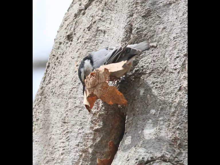 A white-breasted nuthatch nesting at Breakneck Hill Conservation Land in Southborough, photographed by Steve Forman.
