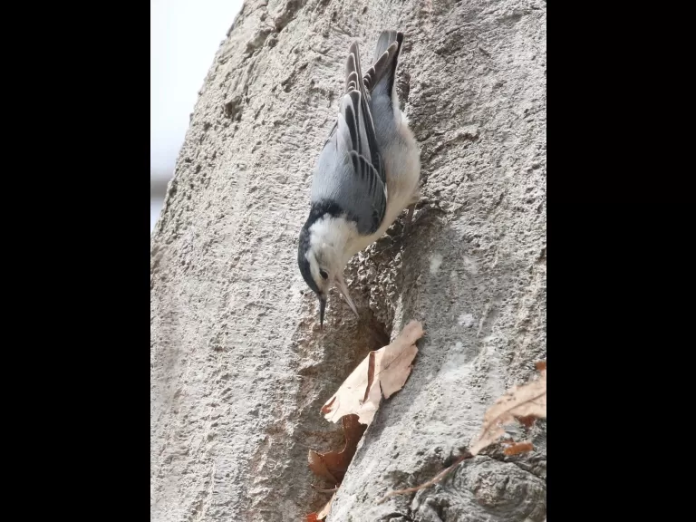 A white-breasted nuthatch nesting at Breakneck Hill Conservation Land in Southborough, photographed by Steve Forman.