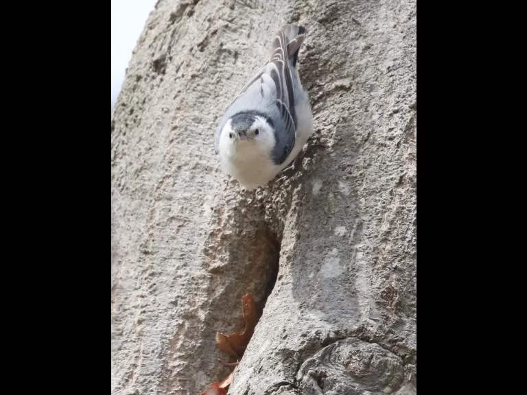 A white-breasted nuthatch nesting at Breakneck Hill Conservation Land in Southborough, photographed by Steve Forman.