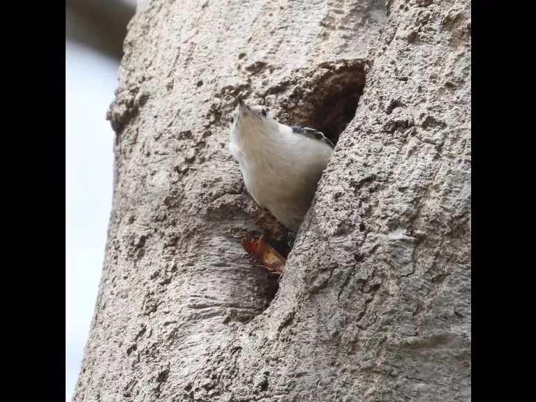 A white-breasted nuthatch nesting at Breakneck Hill Conservation Land in Southborough, photographed by Steve Forman.