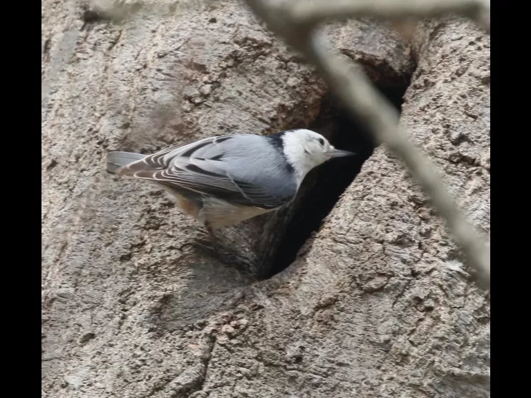 A white-breasted nuthatch nesting at Breakneck Hill Conservation Land in Southborough, photographed by Steve Forman.