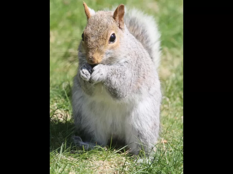A black-capped chickadee in Framingham, photographed by Steve Forman.
