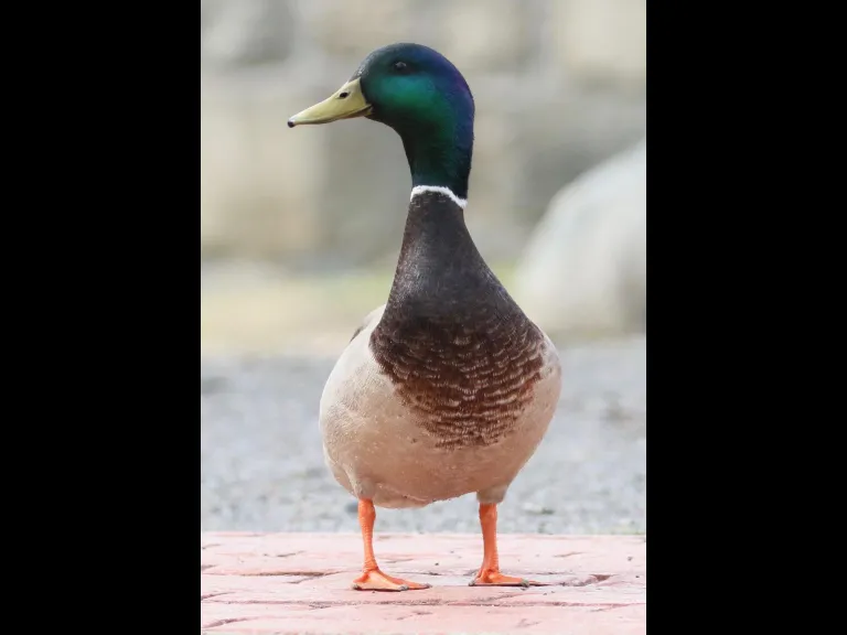 A Canada goose at Hager Pond in Marlborough, photographed by Steve Forman.