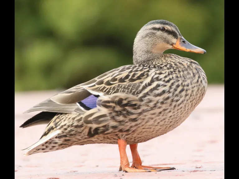A Canada goose at Hager Pond in Marlborough, photographed by Steve Forman.