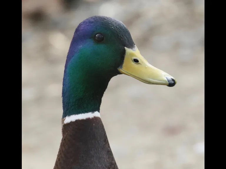 A Canada goose at Hager Pond in Marlborough, photographed by Steve Forman.