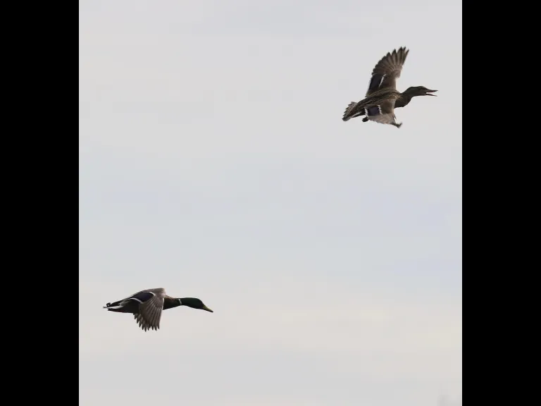 A Canada goose at Hager Pond in Marlborough, photographed by Steve Forman.