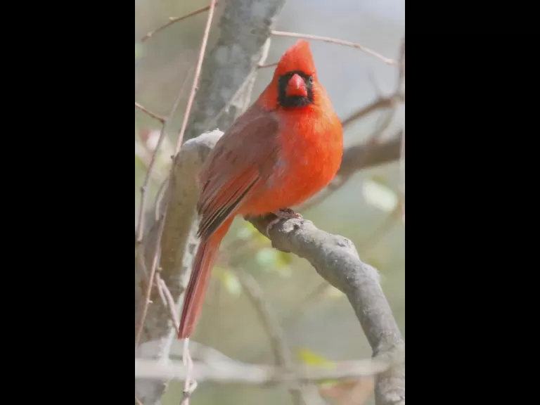 A black-capped chickadee in Framingham, photographed by Steve Forman.