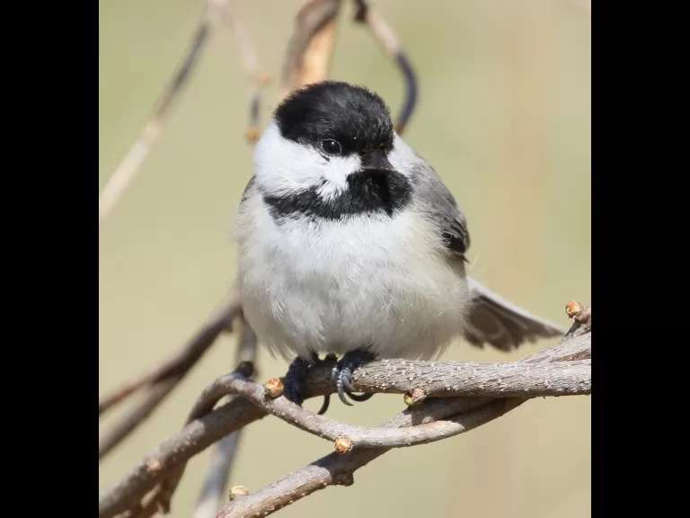 A black-capped chickadee at Breakneck Hill Conservation Land in Southborough, photographed by Steve Forman.