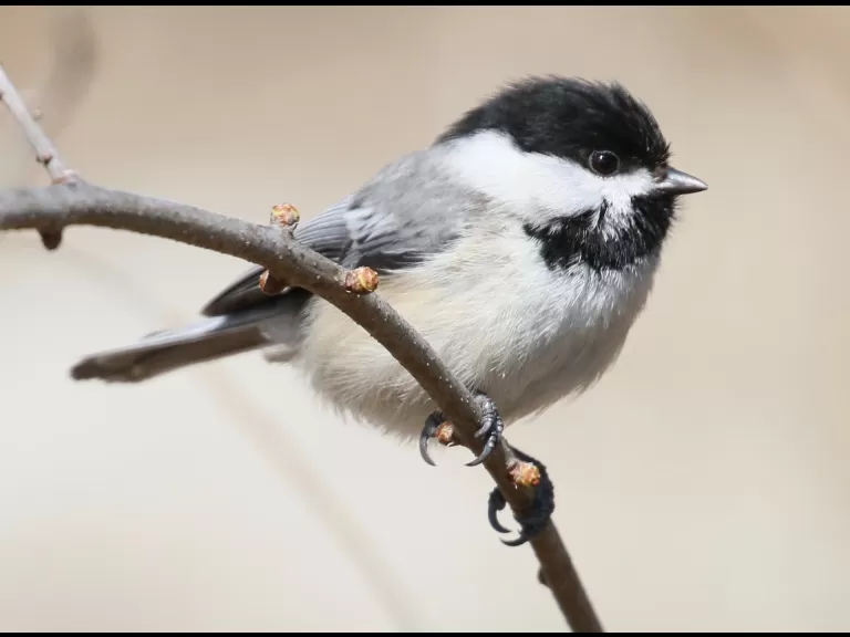 A black-capped chickadee at Breakneck Hill Conservation Land in Southborough, photographed by Steve Forman.