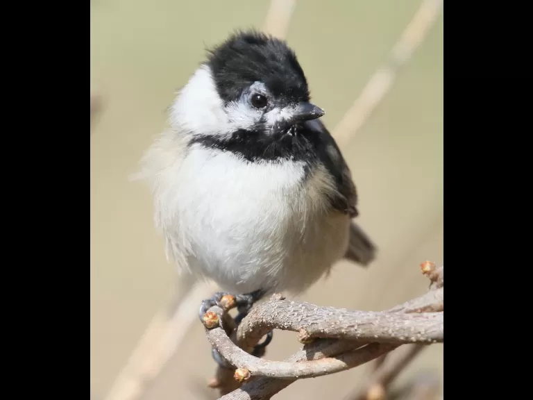 A black-capped chickadee at Breakneck Hill Conservation Land in Southborough, photographed by Steve Forman.