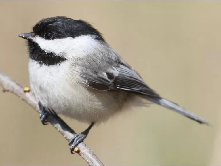 A black-capped chickadee at Breakneck Hill Conservation Land in Southborough, photographed by Steve Forman.