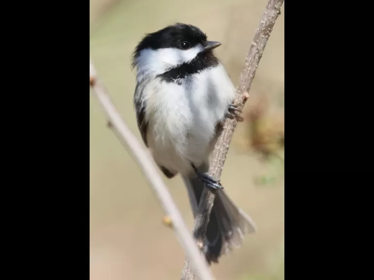 A black-capped chickadee at Breakneck Hill Conservation Land in Southborough, photographed by Steve Forman.