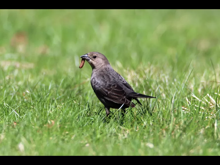 A painted turtle in Bolton, photographed by Jon Turner.