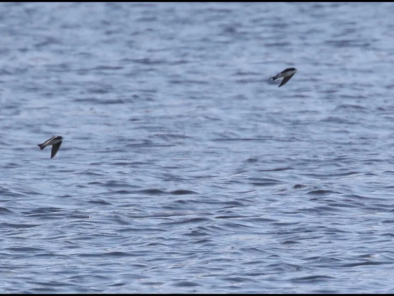A tree swallow at Hager Pond in Marlborough, photographed by Steve Forman.