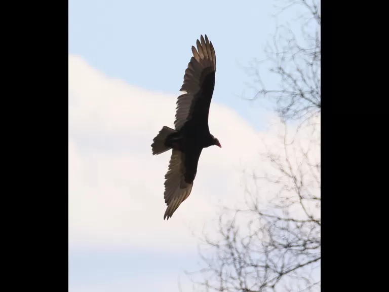 A turkey vulture at Breakneck Hill Conservation Land in Southborough, photographed by Steve Forman.