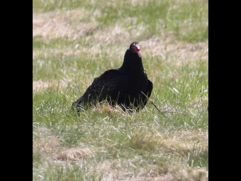 A turkey vulture at Breakneck Hill Conservation Land in Southborough, photographed by Steve Forman.