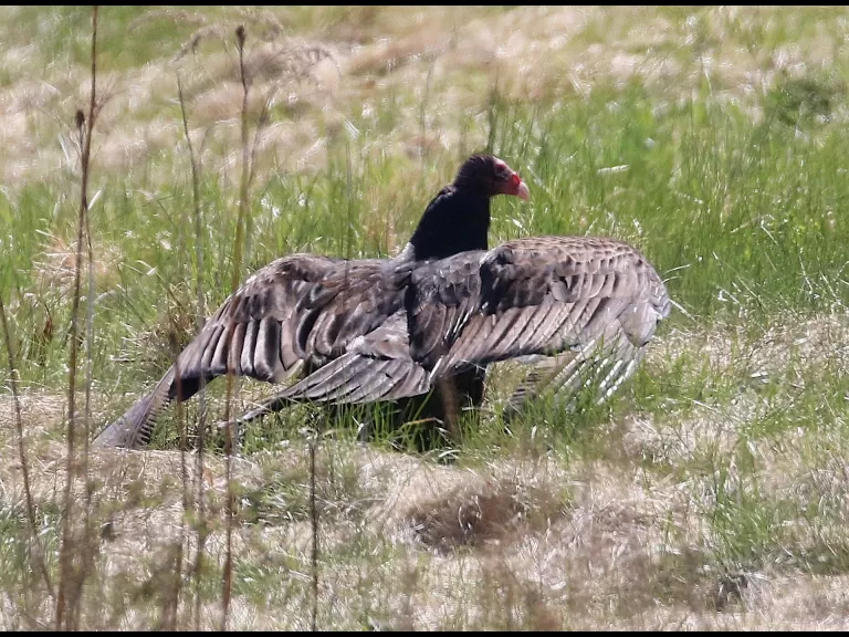 A turkey vulture at Breakneck Hill Conservation Land in Southborough, photographed by Steve Forman.