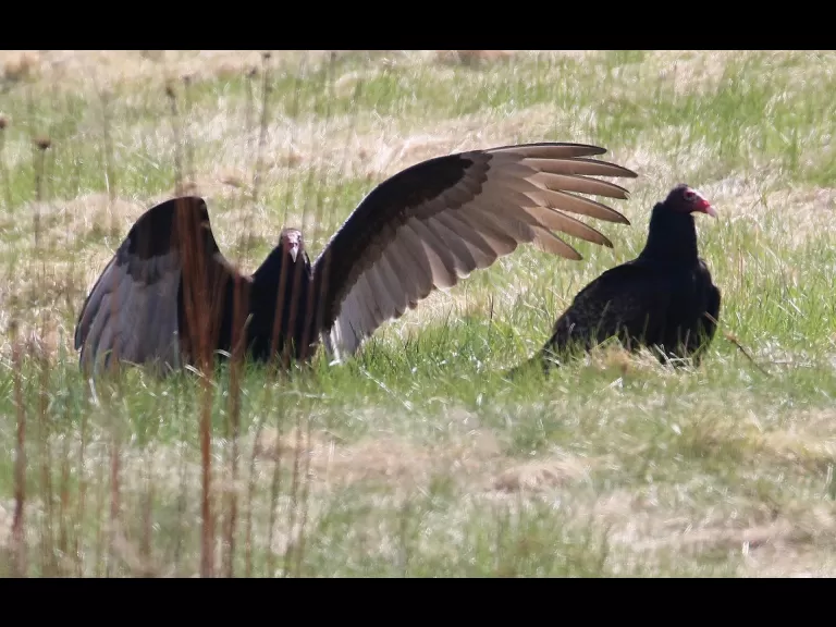 A turkey vulture at Breakneck Hill Conservation Land in Southborough, photographed by Steve Forman.