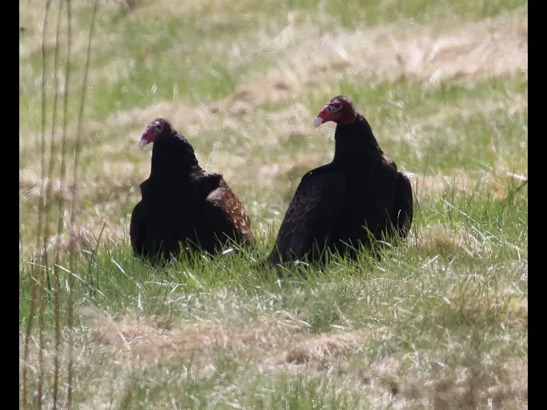 A turkey vulture at Breakneck Hill Conservation Land in Southborough, photographed by Steve Forman.