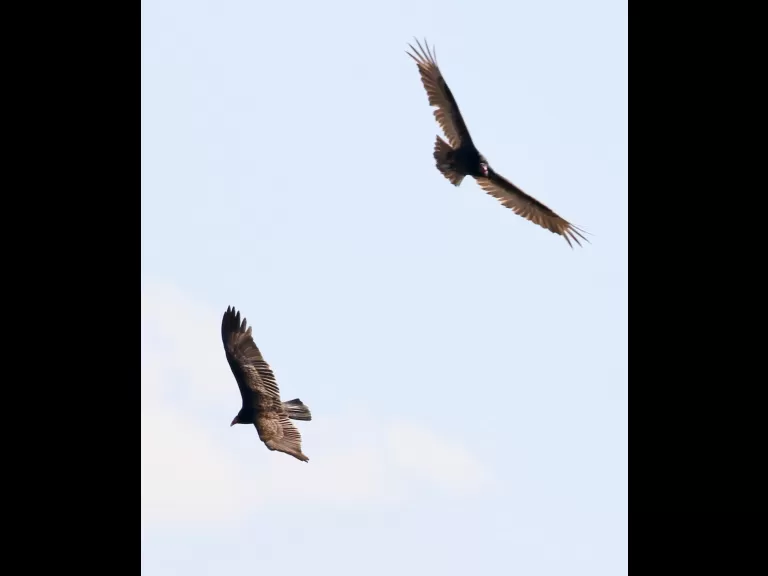 A turkey vulture at Breakneck Hill Conservation Land in Southborough, photographed by Steve Forman.