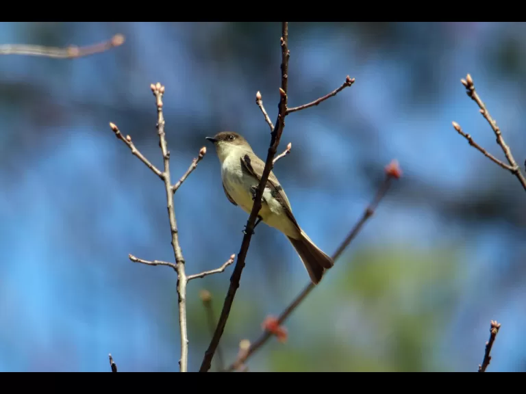 A painted turtle in Bolton, photographed by Jon Turner.