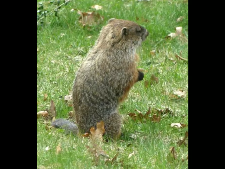 A woodchuck in Lincoln, photographed by Harold McAleer.