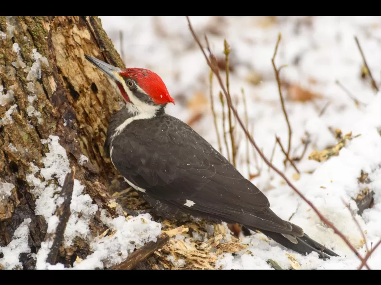 A pileated woodpecker at Mill Pond in Maynard, photographed by Dany Pelletier.