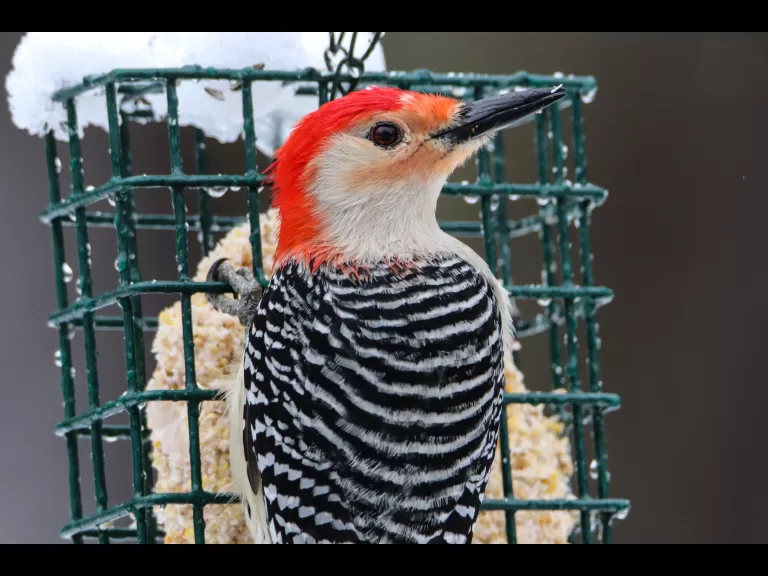 A painted turtle in Bolton, photographed by Jon Turner.