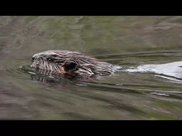 A beaver at SVT's Memorial Forest in Sudbury, photographed by Dan Trippe.