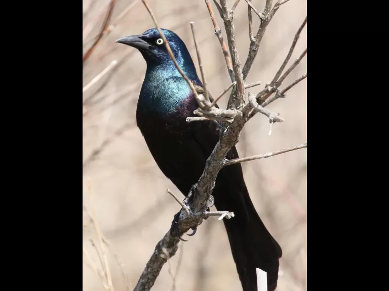 A common grackle in Concord, photographed by Steve Forman.