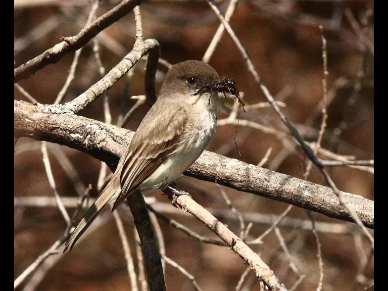 A pair of mallards at Assabet River National Wildlife Refuge, photographed by Dan Trippe.