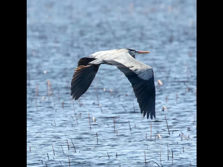 A common grackle in Concord, photographed by Steve Forman.