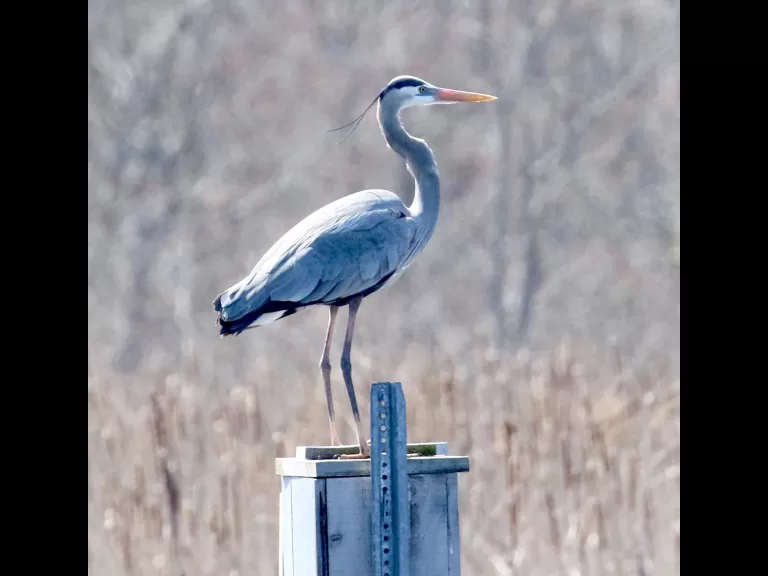 A common grackle in Concord, photographed by Steve Forman.