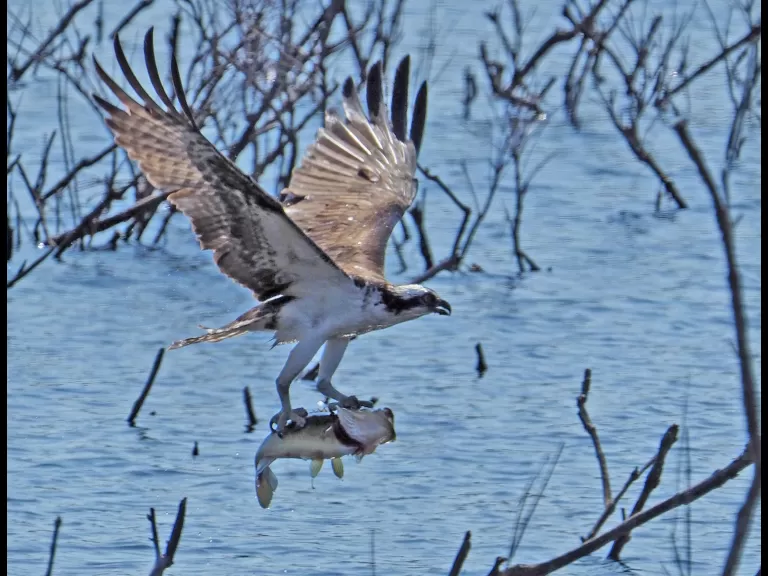 A green heron in Wayland, photographed by Joan Chasan.