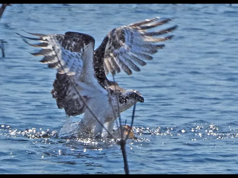 A green heron in Wayland, photographed by Joan Chasan.