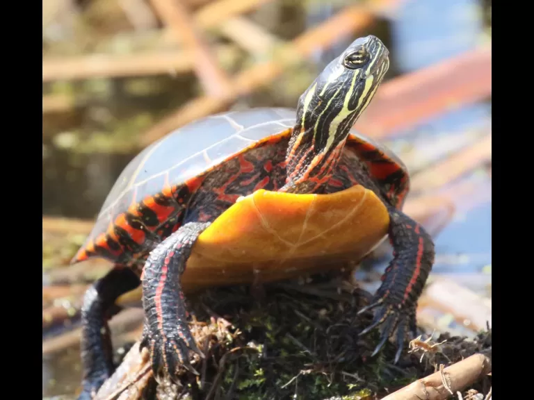 A common grackle in Concord, photographed by Steve Forman.