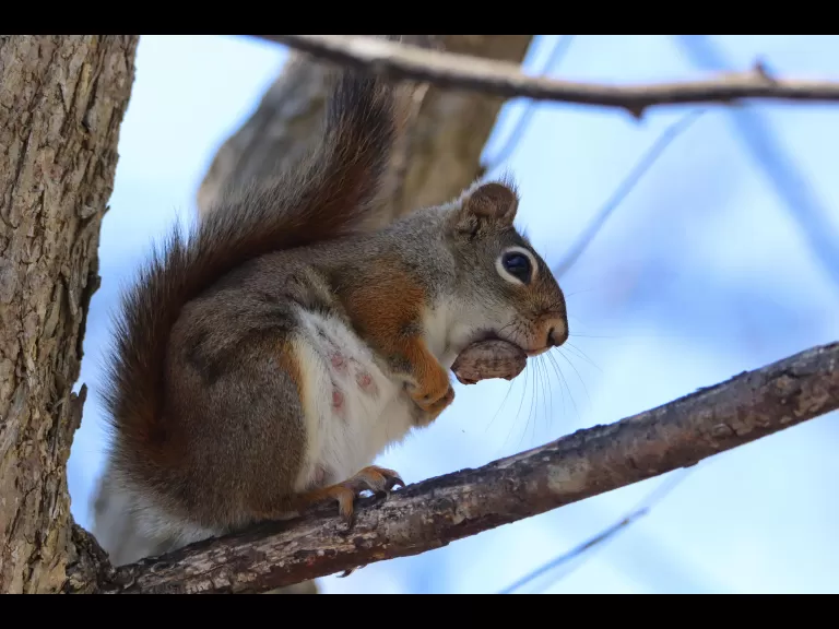 A painted turtle in Bolton, photographed by Jon Turner.