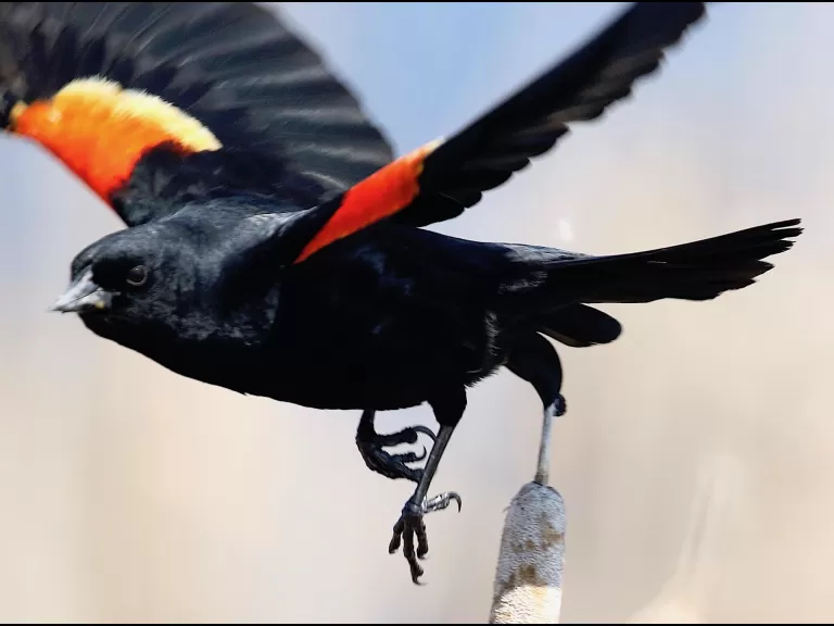 A common grackle in Concord, photographed by Steve Forman.