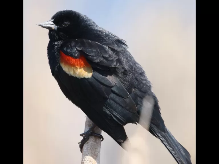 A common grackle in Concord, photographed by Steve Forman.