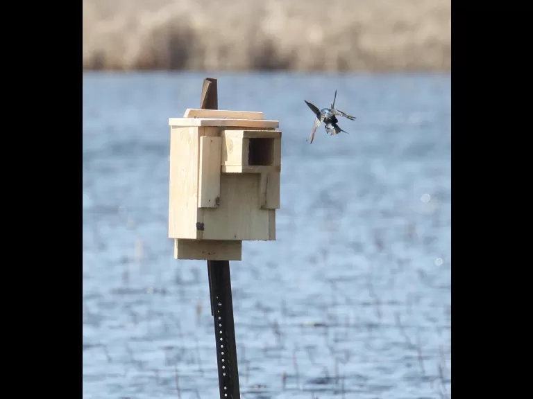 A common grackle in Concord, photographed by Steve Forman.
