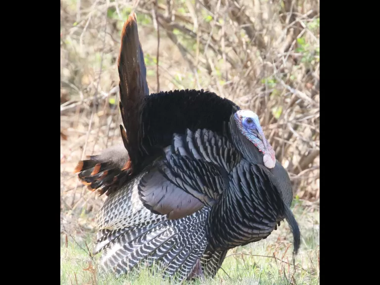 A common grackle in Concord, photographed by Steve Forman.