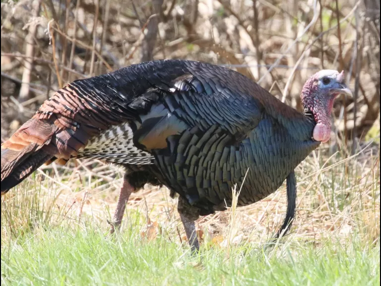 A common grackle in Concord, photographed by Steve Forman.