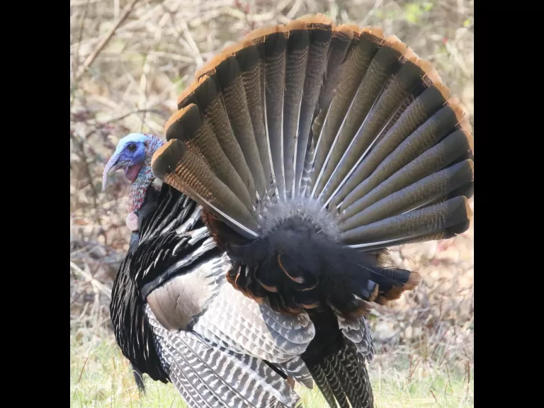 A common grackle in Concord, photographed by Steve Forman.