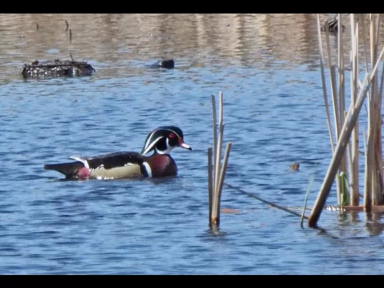 A green heron in Wayland, photographed by Joan Chasan.