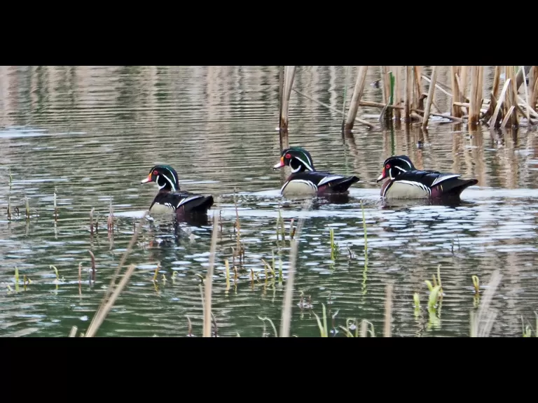 A green heron in Wayland, photographed by Joan Chasan.